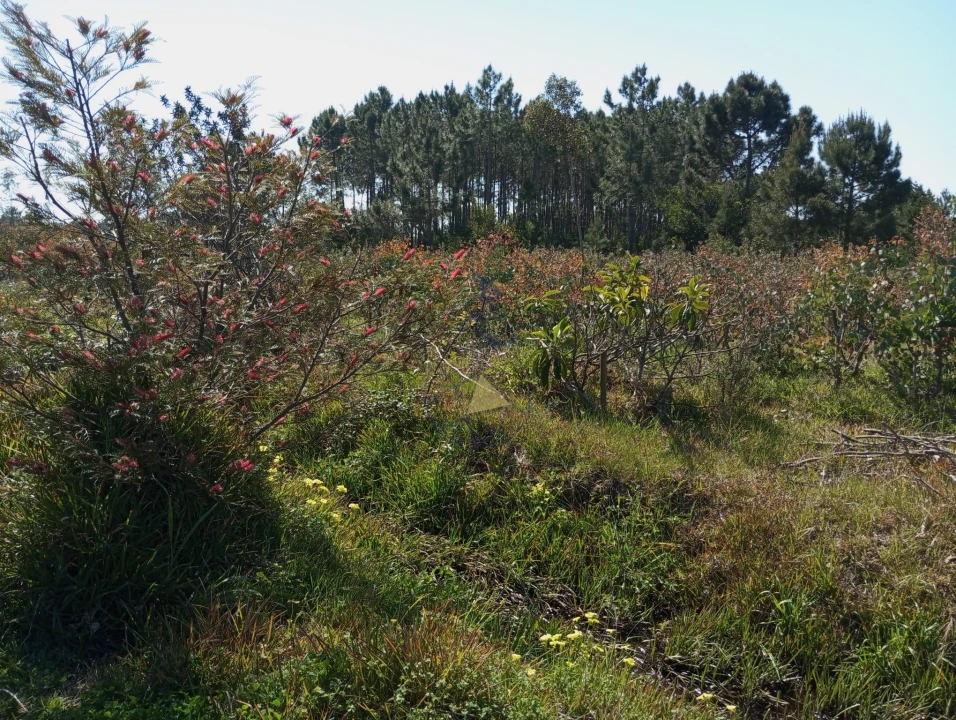 Negócio para Venda em Odeceixe Foto 10