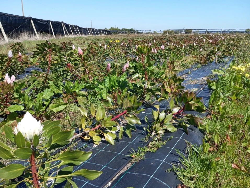 Negócio para Venda em Odeceixe Foto 12