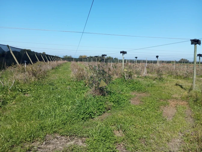 Negócio para Venda em Odeceixe Foto 6