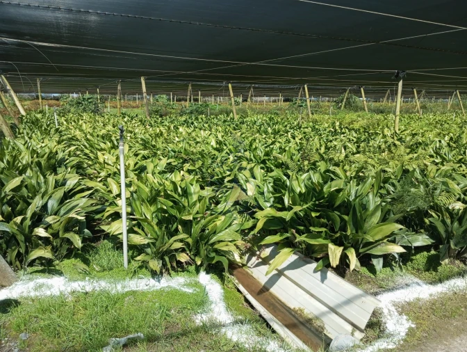 Negócio para Venda em Odeceixe Foto 35