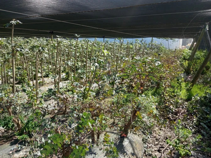 Negócio para Venda em Odeceixe Foto 39