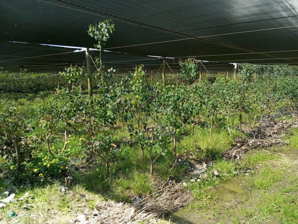 Negócio para Venda em Odeceixe Foto 18