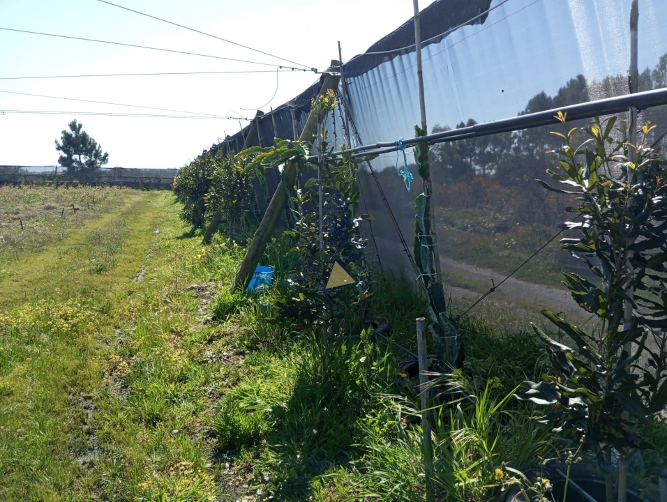 Negócio para Venda em Odeceixe Foto 11