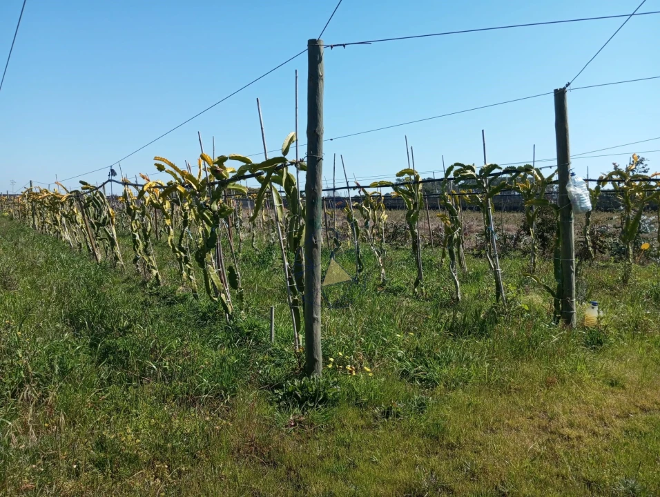 Negócio para Venda em Odeceixe Foto 13