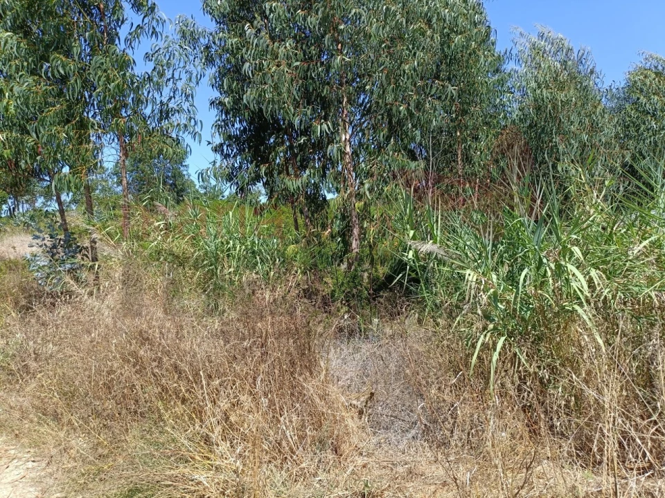 Terreno para Venda em São Bartolomeu dos Galegos e Moledo Foto 2
