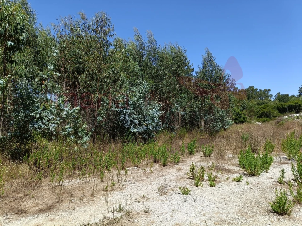 Terreno para Venda em São Bartolomeu dos Galegos e Moledo Foto 7