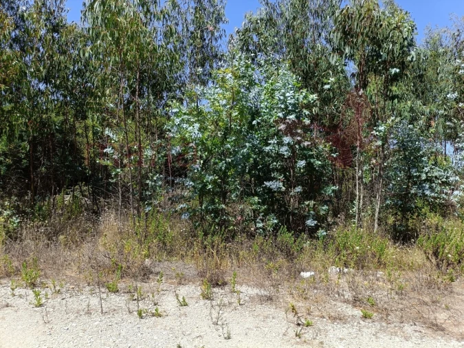Terreno para Venda em São Bartolomeu dos Galegos e Moledo Foto 8