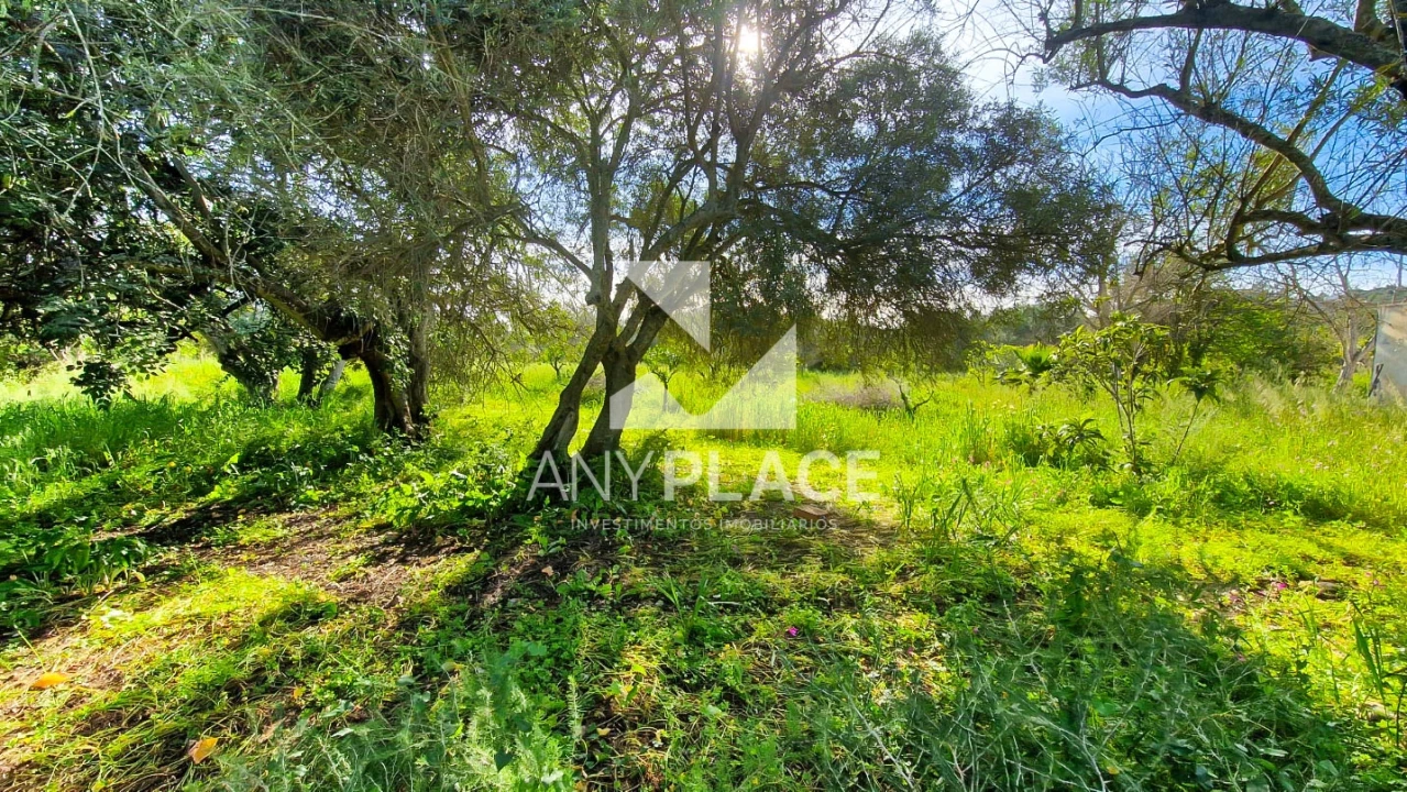 Terreno para Venda em Loule (São Clemente) Foto 3