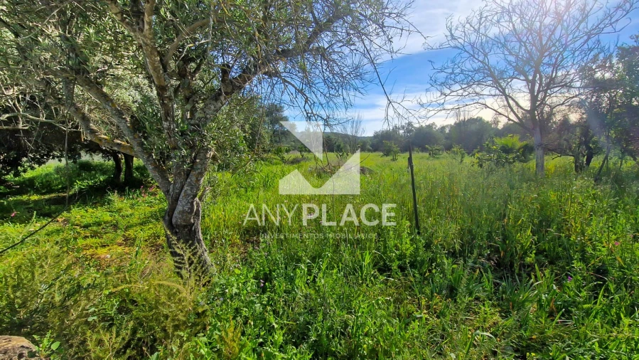 Terreno para Venda em Loule (São Clemente) Foto 4