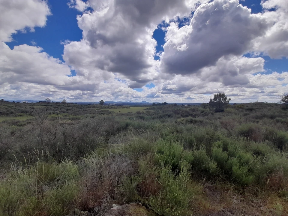 Terreno Agricola ou Rústico para Venda em Vale de Prazeres e Mata da Rainha Foto 5