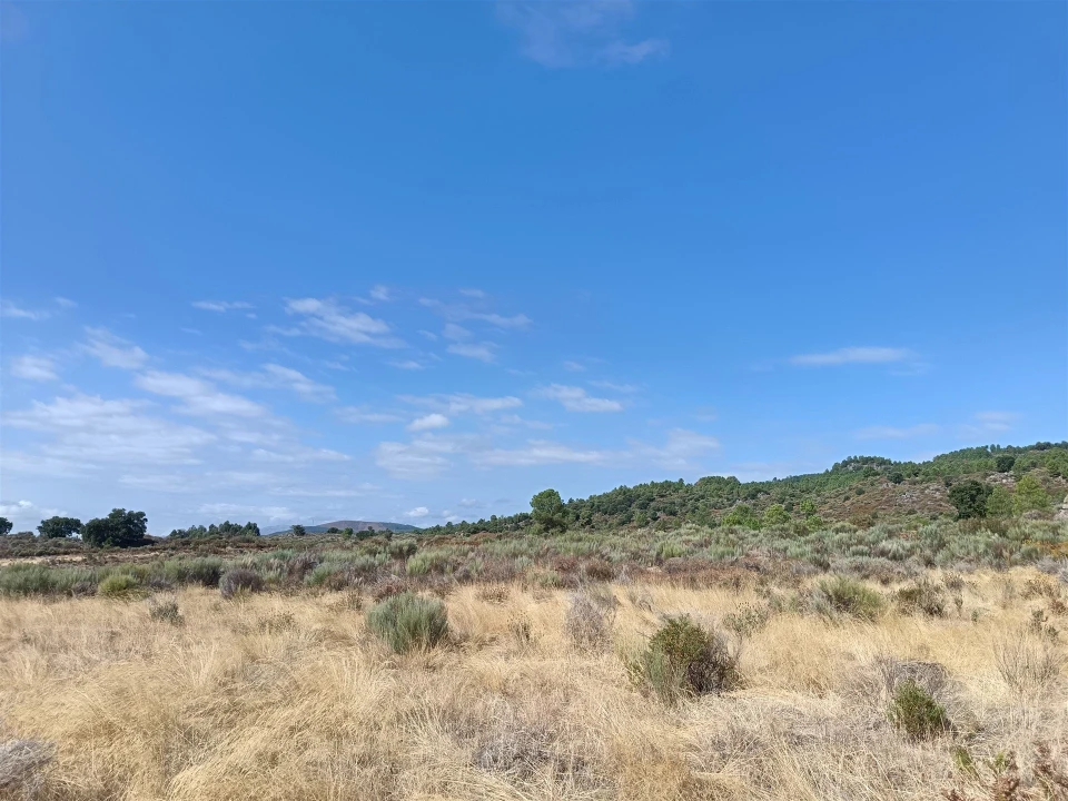 Terreno Agricola ou Rústico para Venda em Vale de Prazeres e Mata da Rainha Foto 1