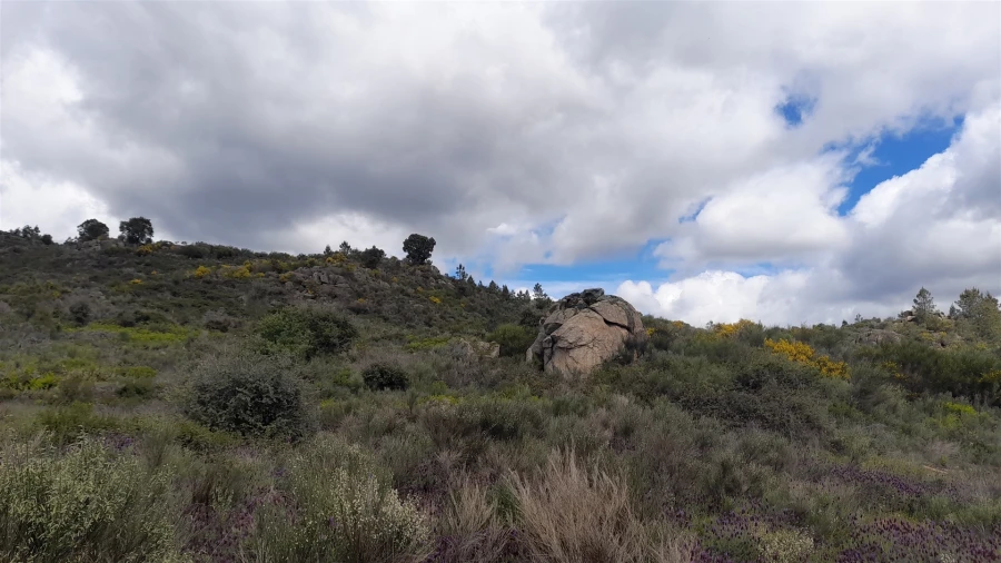 Terreno Agricola ou Rústico para Venda em Vale de Prazeres e Mata da Rainha Foto 3