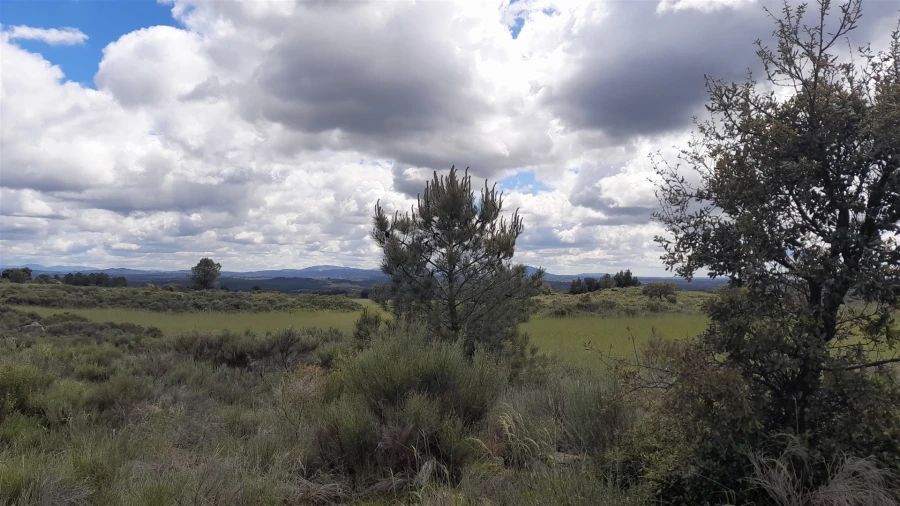 Terreno Agricola ou Rústico para Venda em Vale de Prazeres e Mata da Rainha Foto 7