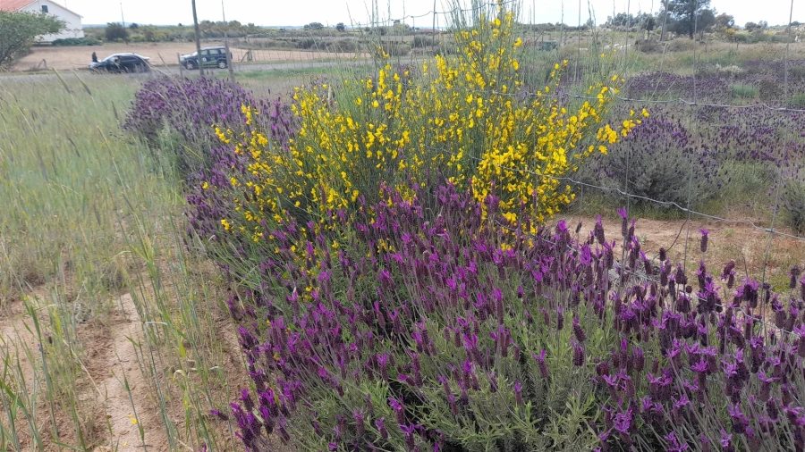 Terreno Agricola ou Rústico para Venda em Vale de Prazeres e Mata da Rainha Foto 9