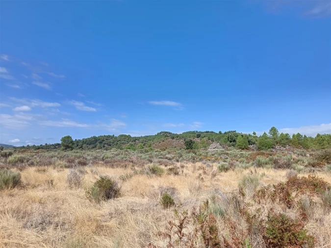 Terreno Agricola ou Rústico para Venda em Vale de Prazeres e Mata da Rainha Foto 19