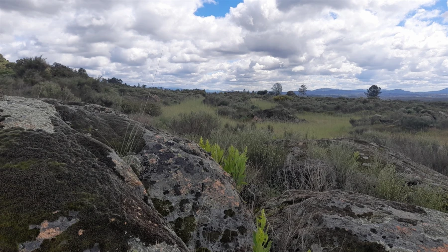 Terreno Agricola ou Rústico para Venda em Vale de Prazeres e Mata da Rainha Foto 4