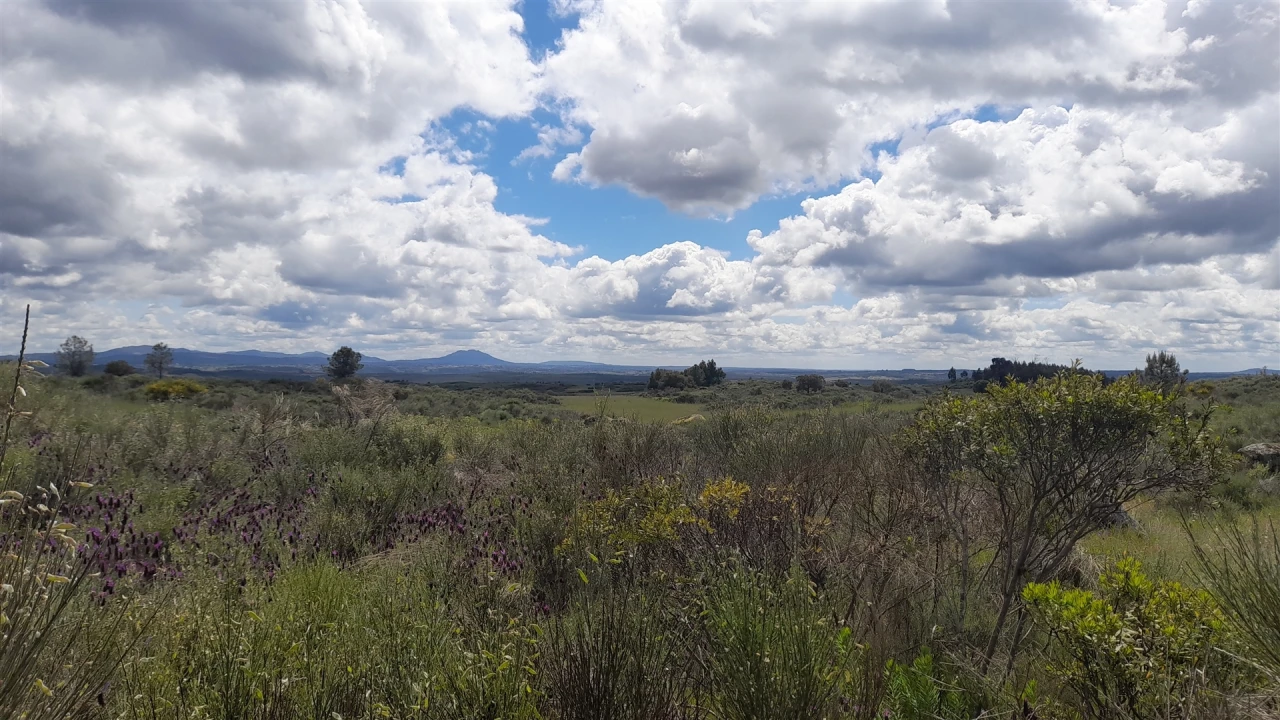 Terreno Agricola ou Rústico para Venda em Vale de Prazeres e Mata da Rainha Foto 2