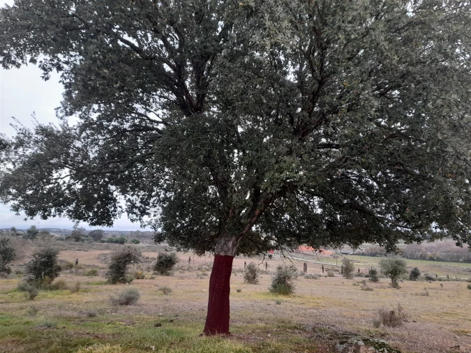 Quinta T0 para Venda em Póvoa de Rio de Moinhos e Cafede Foto 27