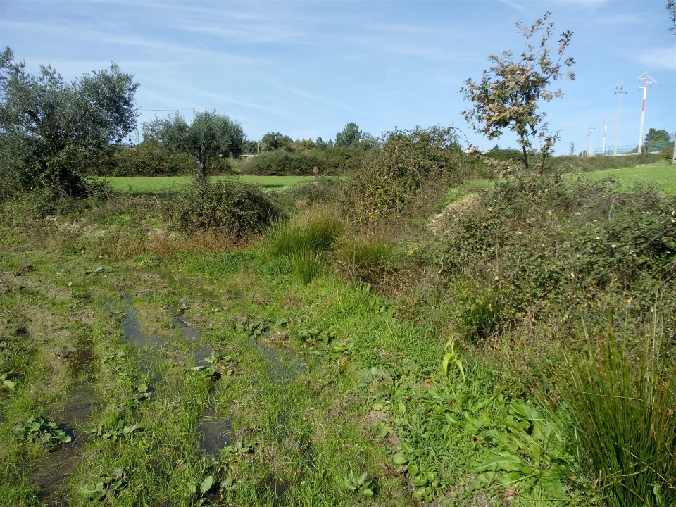 Terreno Agricola ou Rústico para Venda em Peraboa Foto 7