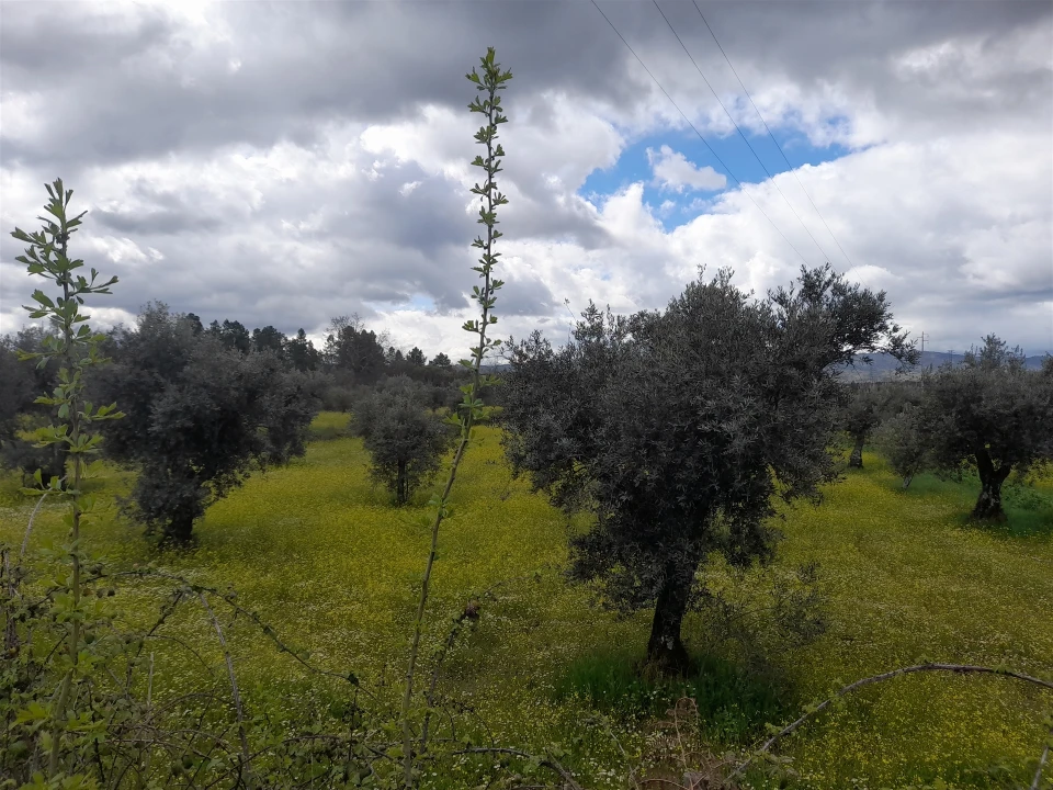Terreno Agricola ou Rústico para Venda em Peraboa Foto 19