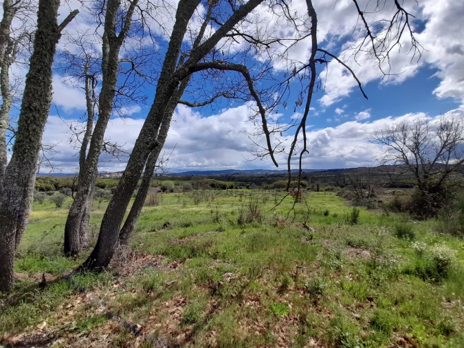 Terreno Agricola ou Rústico para Venda em Peraboa Foto 37