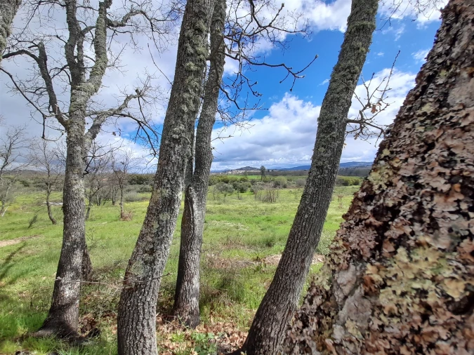 Terreno Agricola ou Rústico para Venda em Peraboa Foto 38