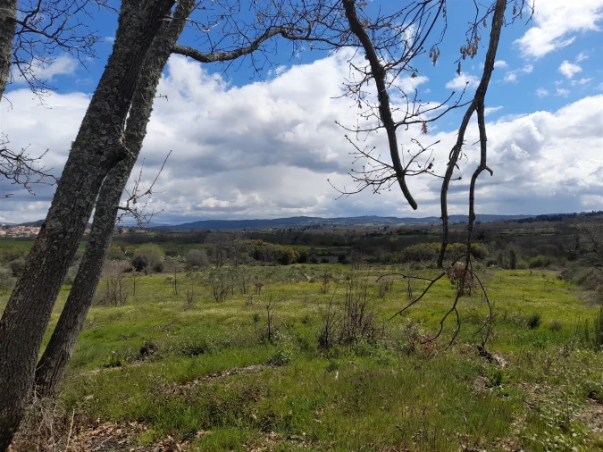 Terreno Agricola ou Rústico para Venda em Peraboa Foto 36