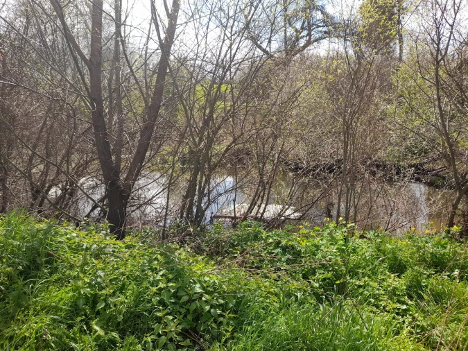 Terreno Agricola ou Rústico para Venda em Peraboa Foto 31