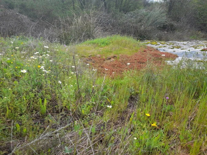 Terreno Agricola ou Rústico para Venda em Peraboa Foto 30