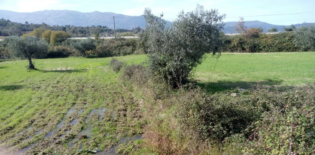 Terreno Agricola ou Rústico para Venda em Peraboa Foto 3