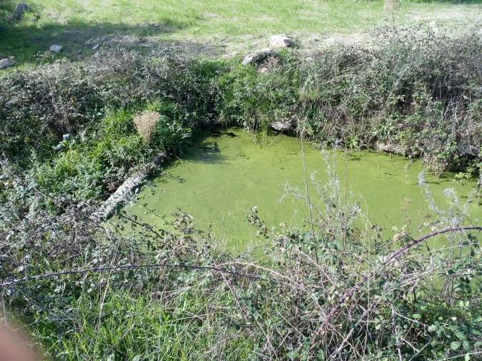 Terreno Agricola ou Rústico para Venda em Peraboa Foto 4