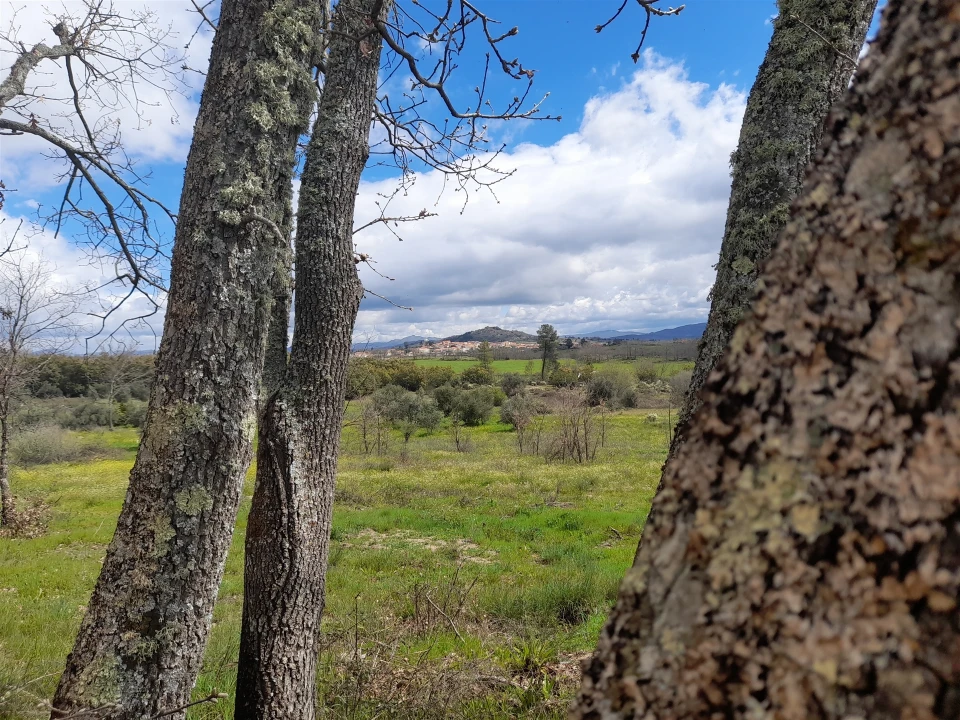 Terreno Agricola ou Rústico para Venda em Peraboa Foto 39