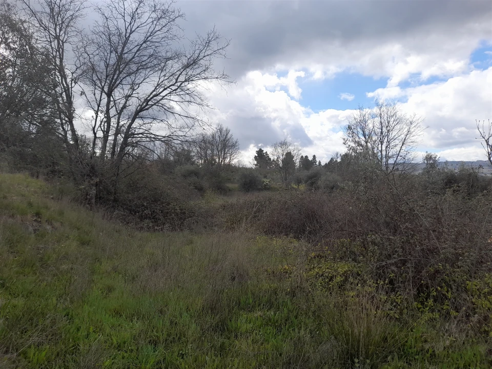 Terreno Agricola ou Rústico para Venda em Peraboa Foto 20