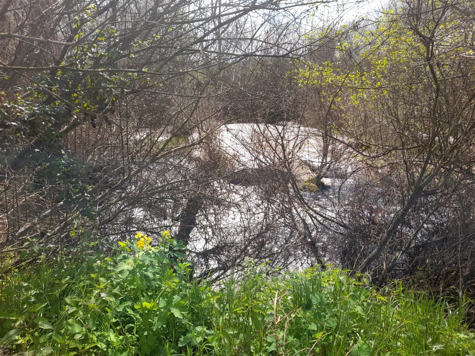 Terreno Agricola ou Rústico para Venda em Peraboa Foto 32
