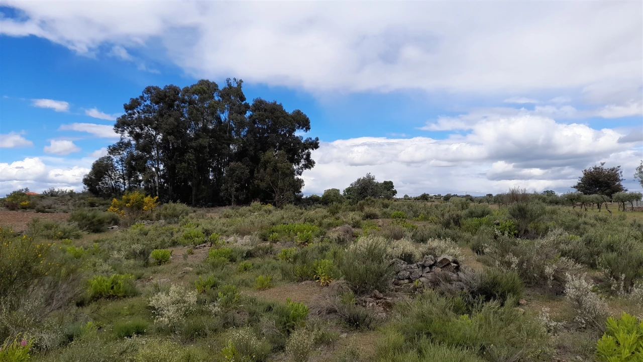 Terreno Agricola ou Rústico para Venda em Vale de Prazeres e Mata da Rainha Foto 4