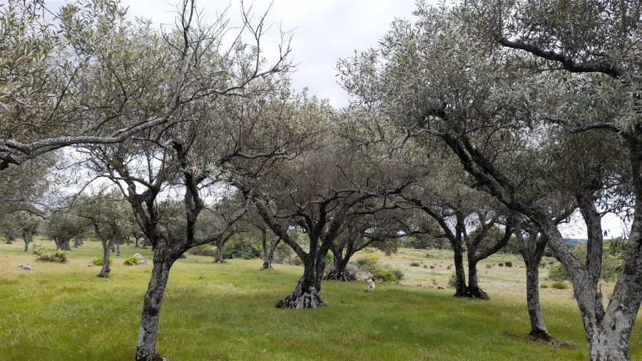 Terreno Agricola ou Rústico para Venda em Vale de Prazeres e Mata da Rainha Foto 9