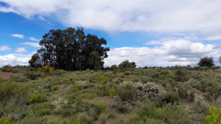 Terreno Agricola ou Rústico para Venda em Vale de Prazeres e Mata da Rainha Foto 4