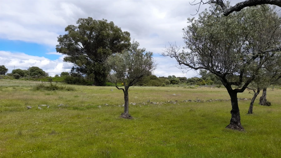 Terreno Agricola ou Rústico para Venda em Vale de Prazeres e Mata da Rainha Foto 10