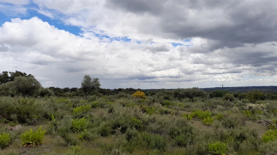 Terreno Agricola ou Rústico para Venda em Vale de Prazeres e Mata da Rainha Foto 3