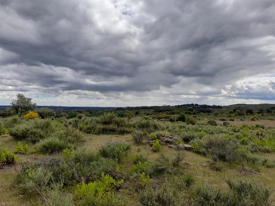 Terreno Agricola ou Rústico para Venda em Vale de Prazeres e Mata da Rainha Foto 2