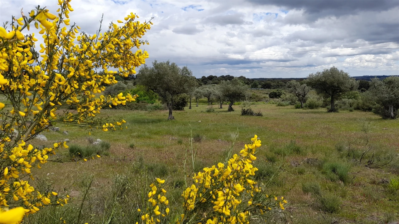 Terreno Agricola ou Rústico para Venda em Vale de Prazeres e Mata da Rainha Foto 5