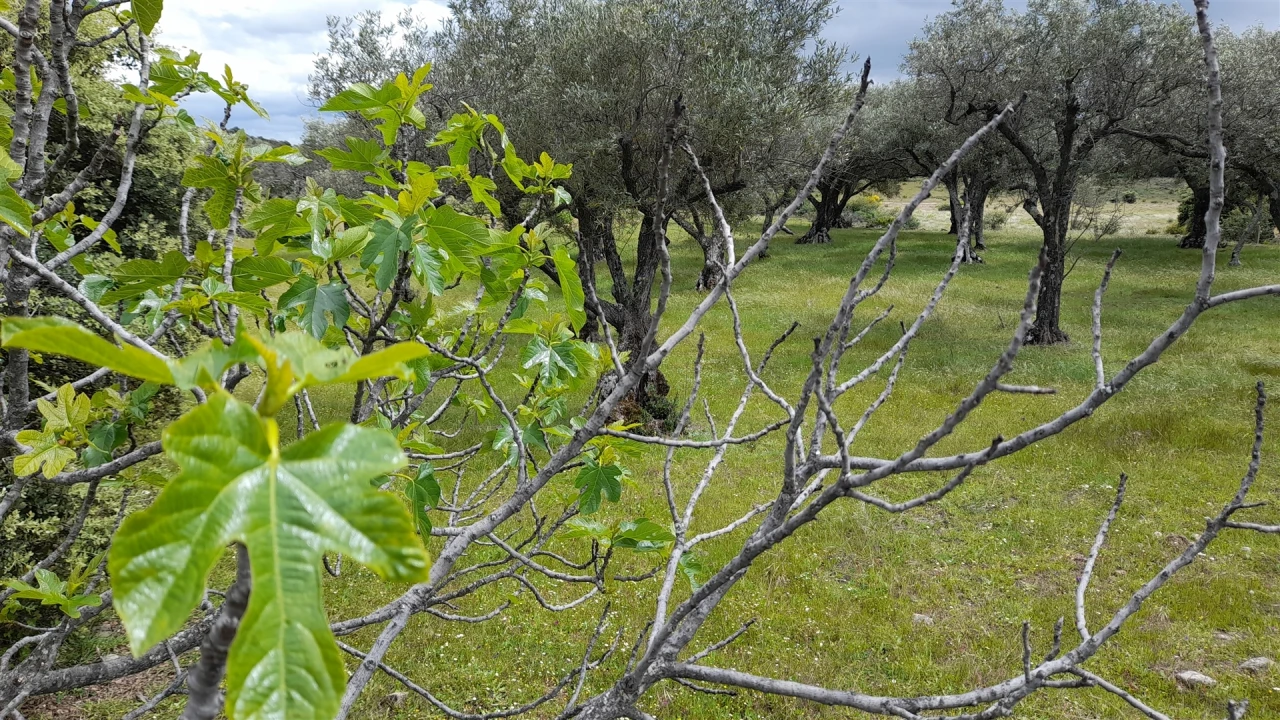 Terreno Agricola ou Rústico para Venda em Vale de Prazeres e Mata da Rainha Foto 8
