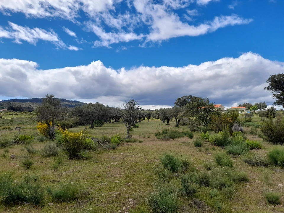 Terreno Agricola ou Rústico para Venda em Vale de Prazeres e Mata da Rainha Foto 12