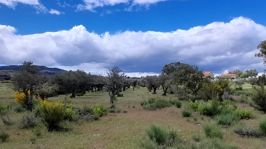 Terreno Agricola ou Rústico para Venda em Vale de Prazeres e Mata da Rainha