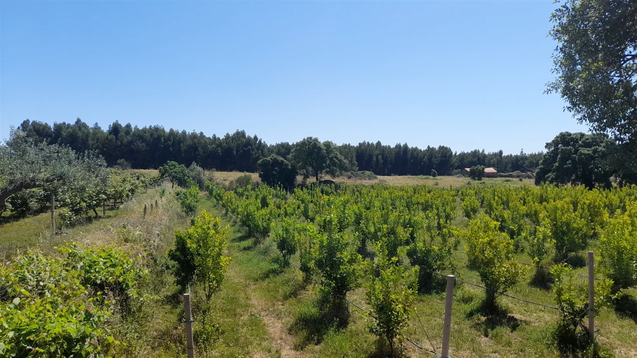 Quinta T0 para Venda em Louriçal do Campo Foto 7