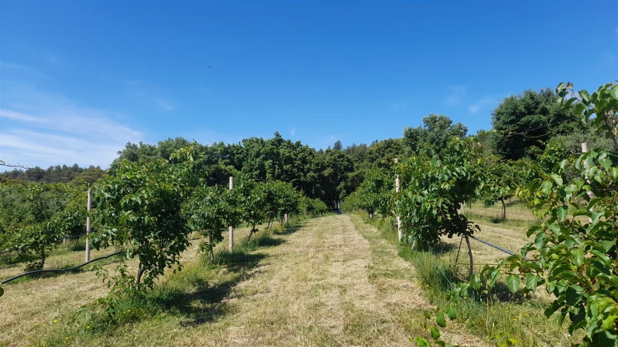 Quinta T0 para Venda em Louriçal do Campo Foto 8