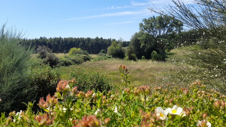 Quinta T0 para Venda em Louriçal do Campo Foto 10