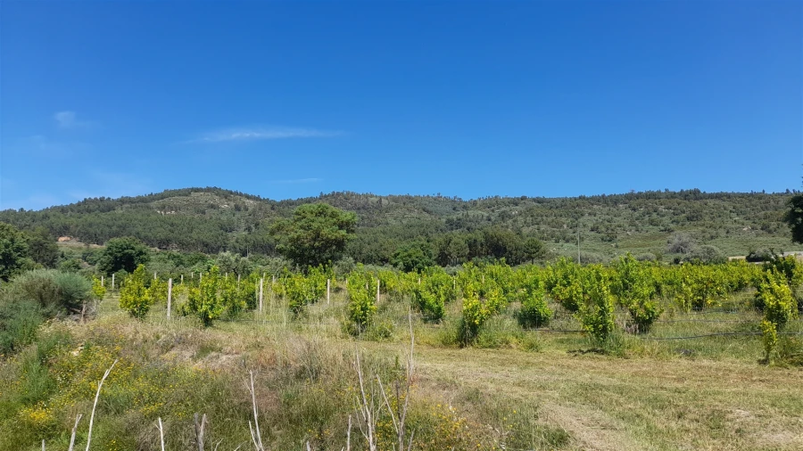 Quinta T0 para Venda em Louriçal do Campo Foto 9