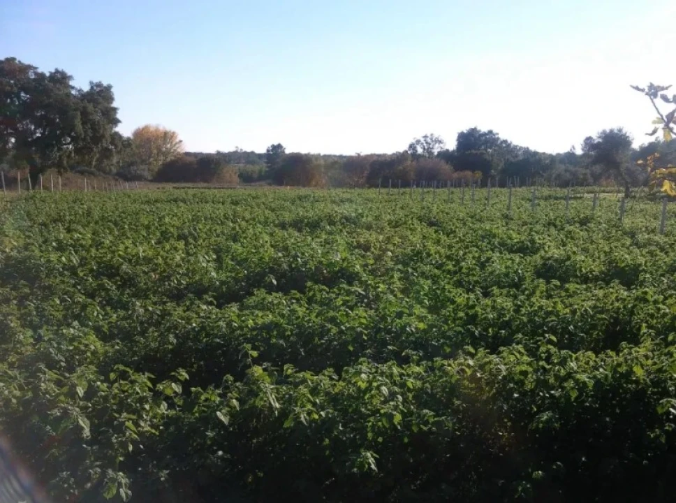 Quinta T0 para Venda em Louriçal do Campo Foto 6