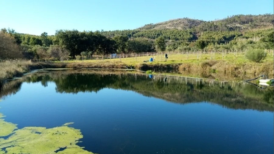 Quinta T0 para Venda em Louriçal do Campo